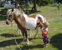 LITLE WRANGLER GROOMING